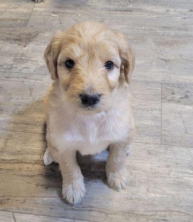 Photo of F1 Goldendoodle Puppies  - 2