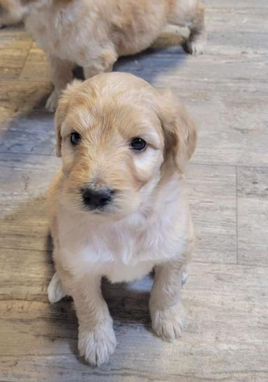 Photo of F1 Goldendoodle Puppies  - 1