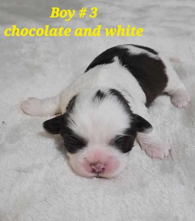 Photo of Bichon Shihtzu puppies  - 2