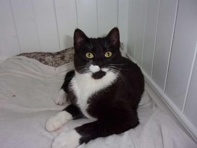 Photo of 3 Tuxedo male cats - 1