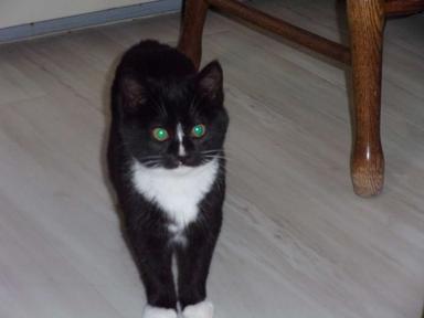 Photo of 3 Tuxedo male cats - 2